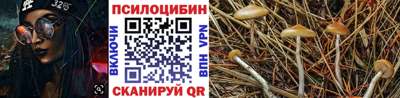 Псилоцибиновые грибы Psilocybine cubensis  Купить закладки  Бологое 